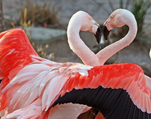 Réussir la Saint Valentin à Toulon