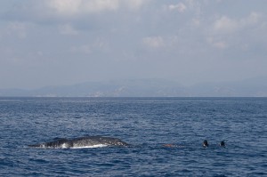 Un cachalot pris dans des filets de pêche au large de la Corse