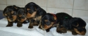 Superbes-Chiots-Yorkshires-Pure-Race-Petite-Taille